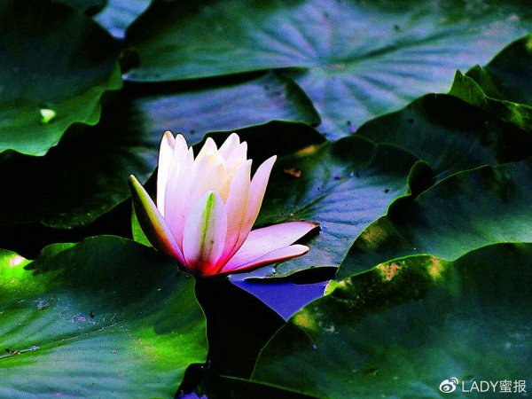 植物的睡眠现象