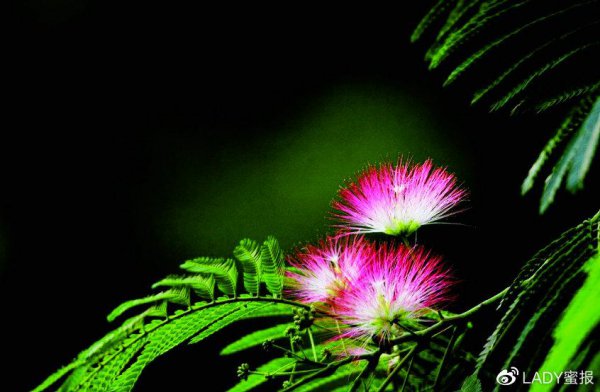 植物的睡眠现象