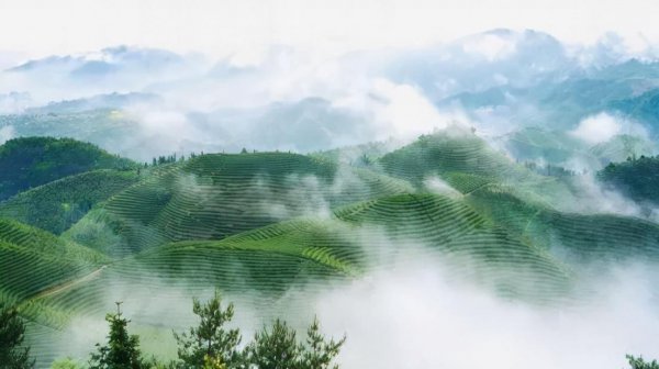 狗牯脑茶属于什么档次