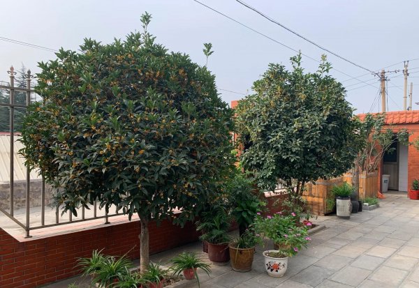 家里种桂花树吉不吉利