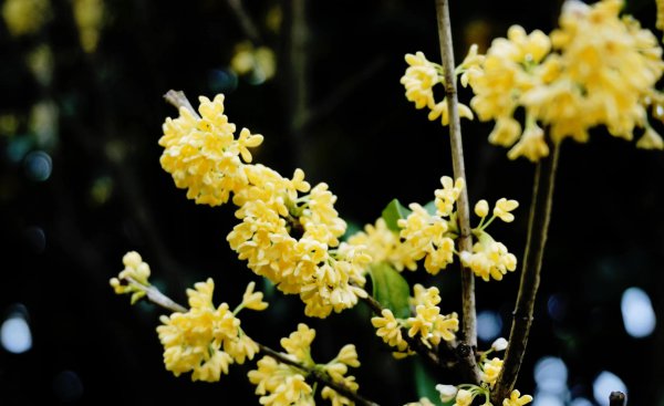 家里种桂花树吉不吉利