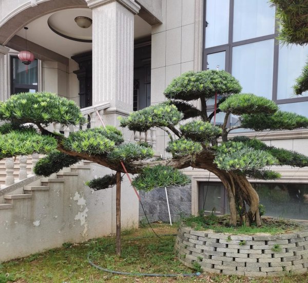 家里种桂花树吉不吉利