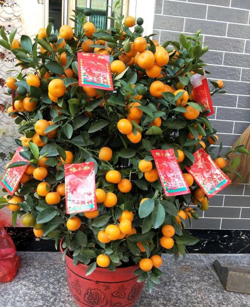 家里种桂花树吉不吉利
