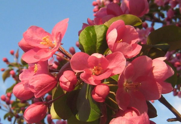 家里种桂花树吉不吉利