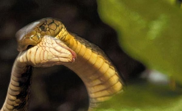 什么蛇能打败眼镜王蛇