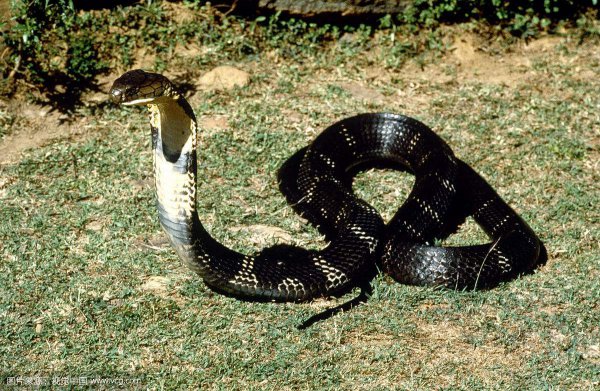 什么蛇能打败眼镜王蛇