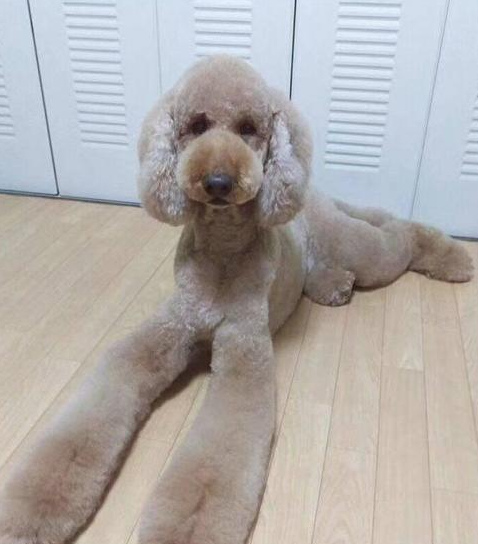 十个不养巨贵的理由