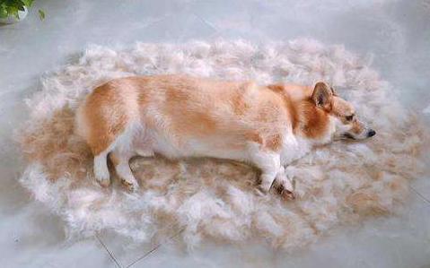 养狗为什么最好不要选择柯基犬