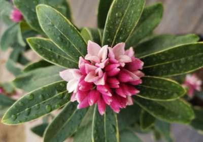 瑞香一年开几次花 瑞香盛花期是在春节的2月左右