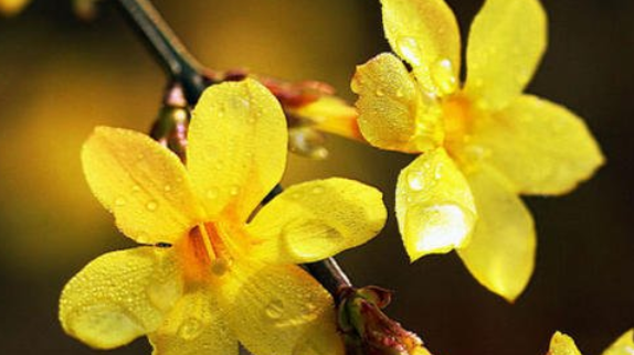 迎春花什么时候开花季节