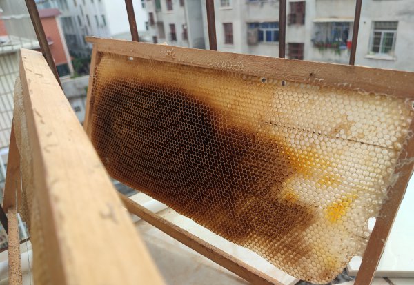 关于蜜蜂的知识资料简介