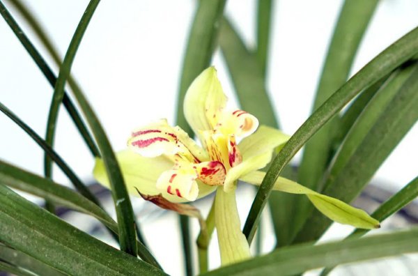 梅竹菊兰是四大什么名花