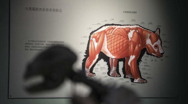 大熊猫有多少年的历史