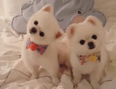 为什么不养公博美
