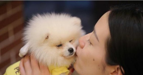 为什么不养公博美