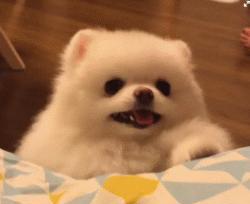 为什么不养公博美