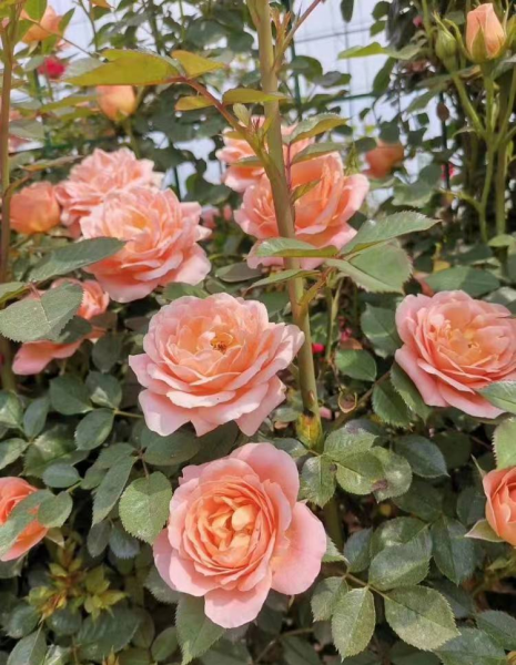 甜梦月季的优缺点介绍