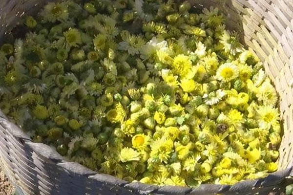 泡菊花茶用哪种菊花好喝一点