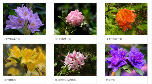映山红和杜鹃花的区别图片