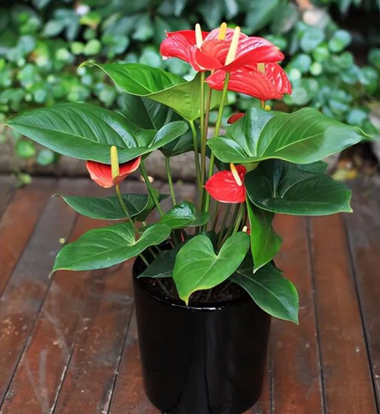 红掌怎么养才能开花更旺盛