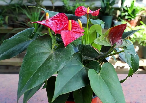 红掌怎么养才能开花更旺盛