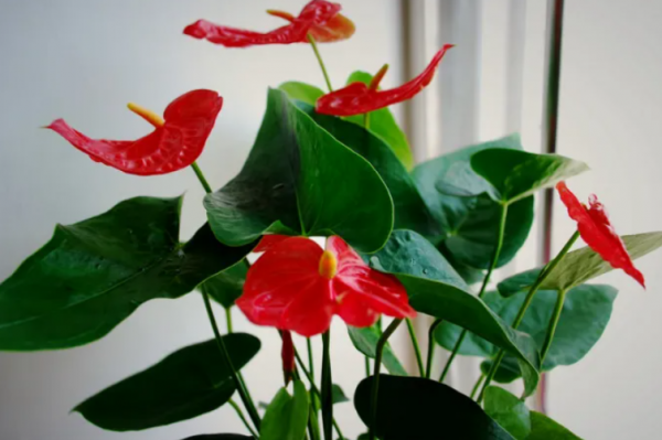 红掌怎么养才能开花更旺盛