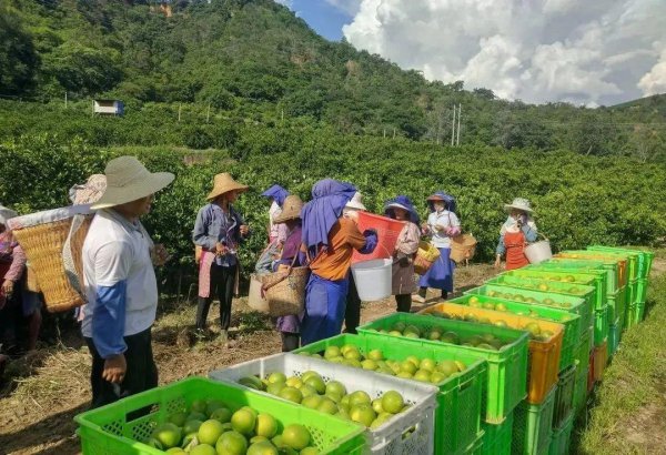 云南哀牢山冰糖橙好吃吗