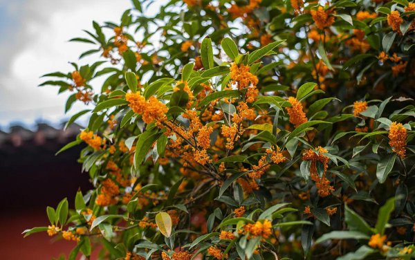 桂花树移栽什么季节最好