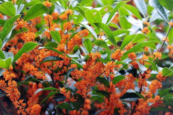 桂花树移栽什么季节最好