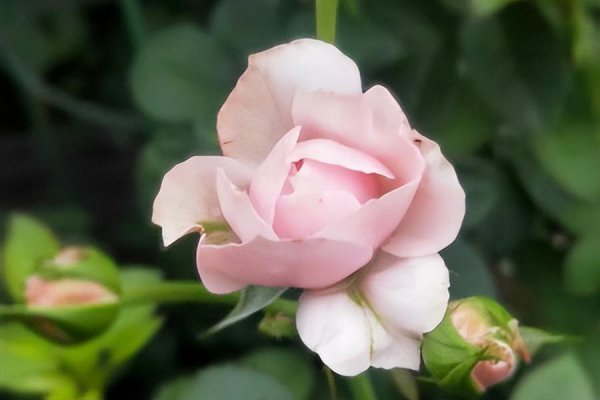 形容月季花的诗句