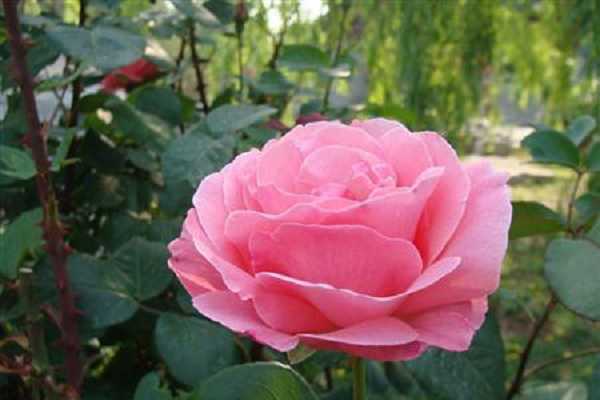 形容月季花的诗句