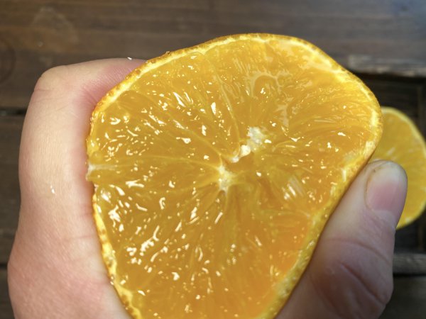 爱媛橙是橙子还是橘子