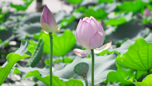 荷花的别名叫什么名字