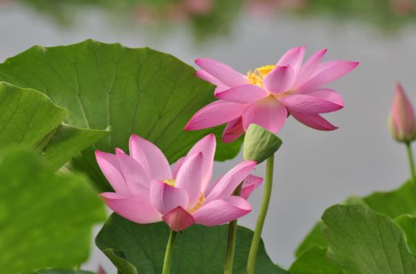 荷花的别名叫什么名字