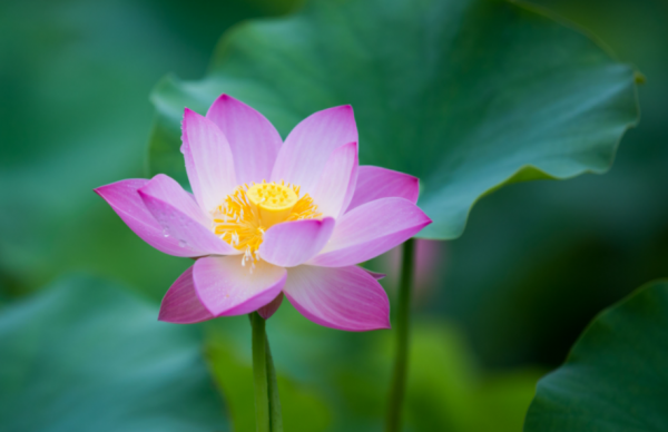 荷花的别名叫什么名字