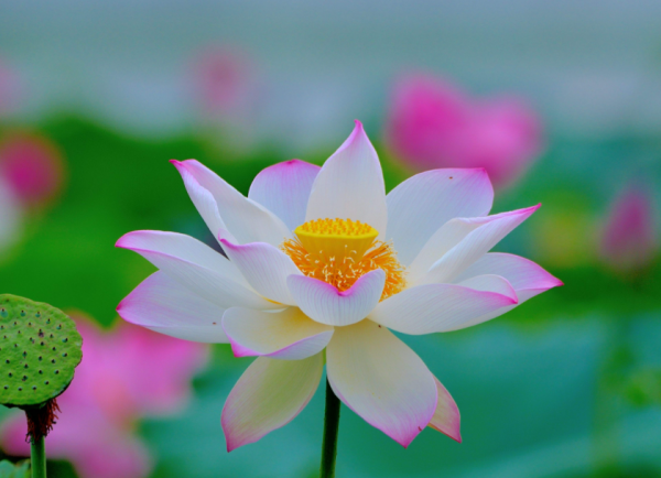 荷花的别名叫什么名字