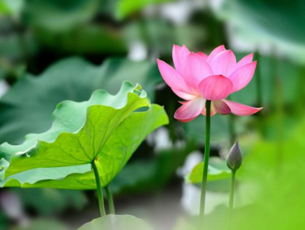 荷花的别名叫什么名字