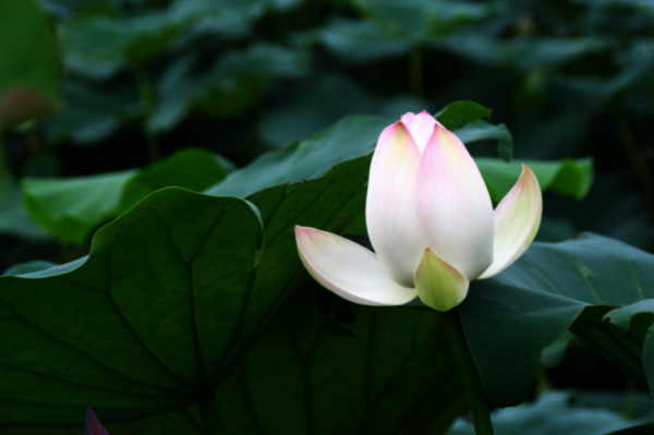 荷花的别名叫什么名字