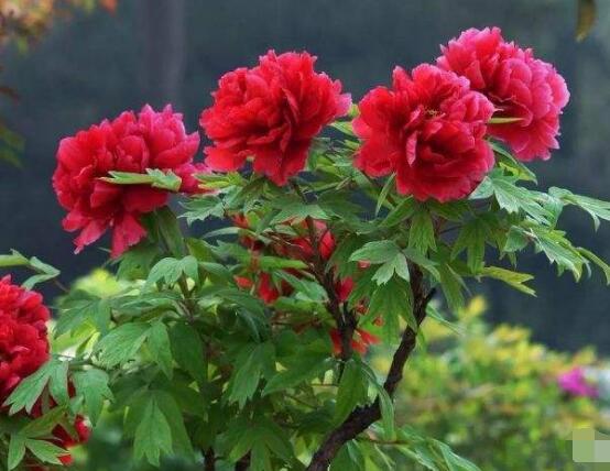 牡丹花几月开花介绍