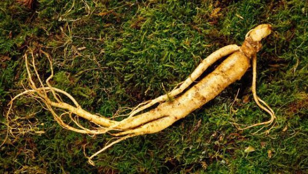 人参为什么会跑是真的吗