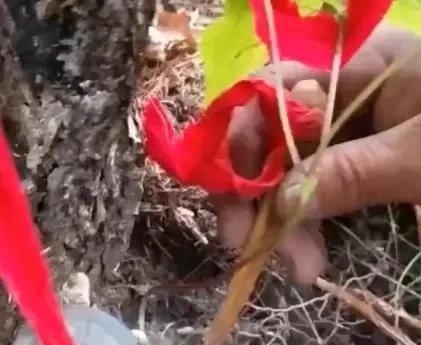 人参为什么会跑是真的吗