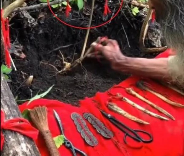 人参为什么会跑是真的吗