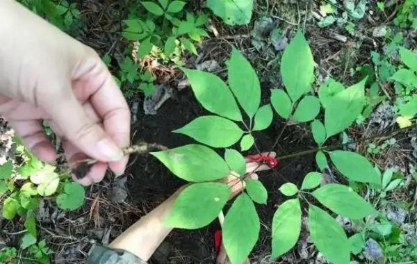 人参为什么会跑是真的吗