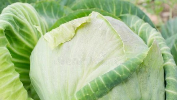 维生素丰富的水果蔬菜有哪些
