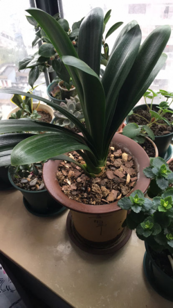养兰花用什么植料最好