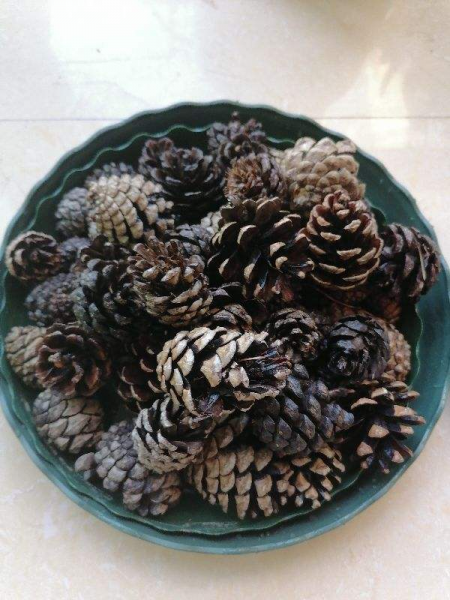 养兰花用什么植料最好