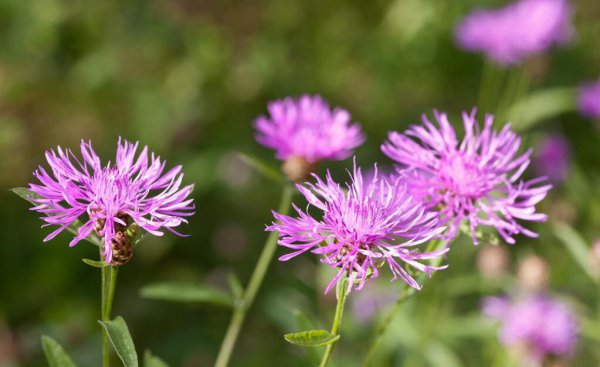 燕国首都蓟在哪里