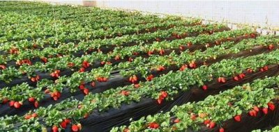 奶油草莓是什么品种 奶油草莓这个品种为什么这么好看