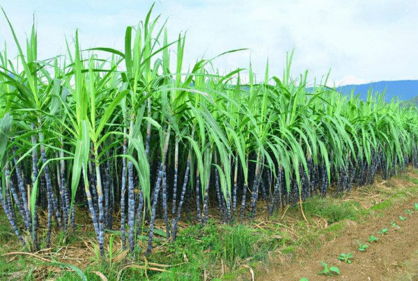 甘蔗什么时候种植最佳