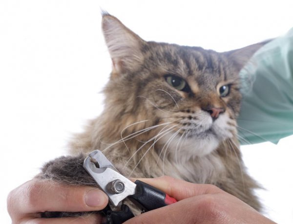 怎么给小猫剪指甲图解